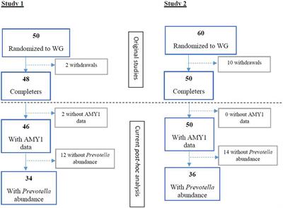 Prevotella abundance and salivary amylase gene copy number predict fat loss in response to wholegrain diets